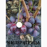 Продам черенки винограда десертных сортов