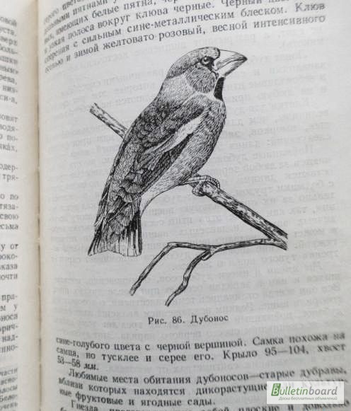 Фото 3. Певчие птицы. 1952г. Л. Б. Бёме
