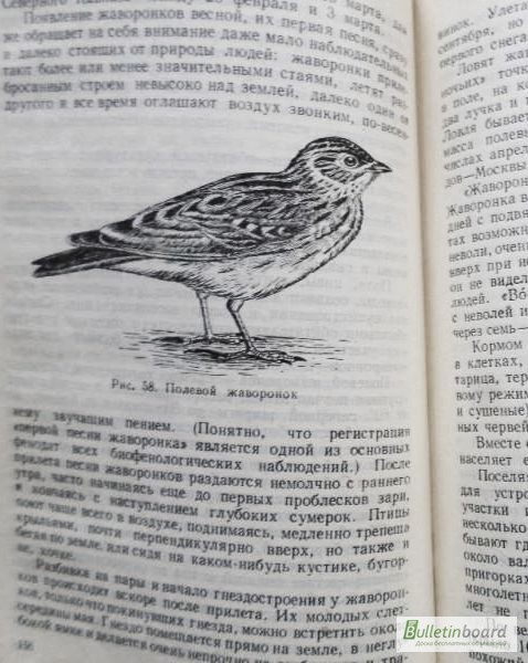 Фото 4. Певчие птицы. 1952г. Л. Б. Бёме