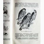 Певчие птицы. 1952г. Л. Б. Бёме