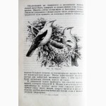 Певчие птицы. 1952г. Л. Б. Бёме
