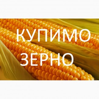 Велика компанія на вигідних умовах закуповує кукурудзу за високими цінами