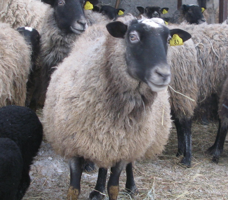 Романовские овцы Экспорт в Турцию
