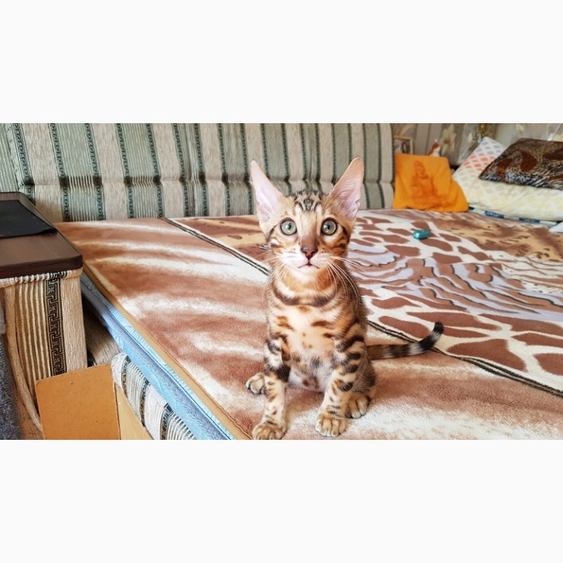 Фото 2. Бенгальская кошка. Продажа котят бенгальской кошки