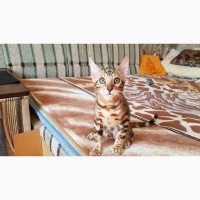 Бенгальская кошка. Продажа котят бенгальской кошки