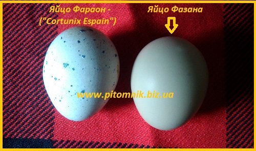 Фото 4. Яйцо инкубационные перепела Фараон (Espana)