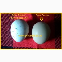 Яйцо инкубационные перепела Фараон (Espana)