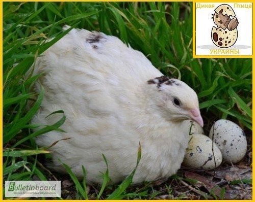 Фото 3. Яйца инкубационные перепела Белый Техасец - бройлер (США Texas A M)
