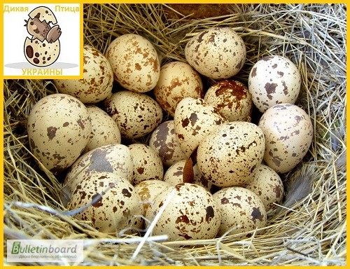 Фото 6. Яйца инкубационные перепела Белый Техасец - бройлер (США Texas A M)
