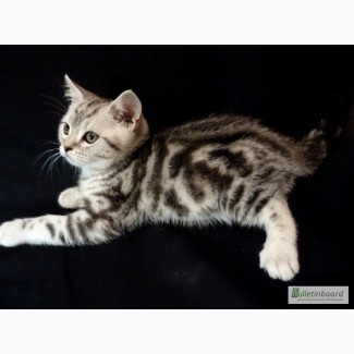 Продам шотландских котят (скоттиш страйт) мраморных окрасов от Чемпионов породы