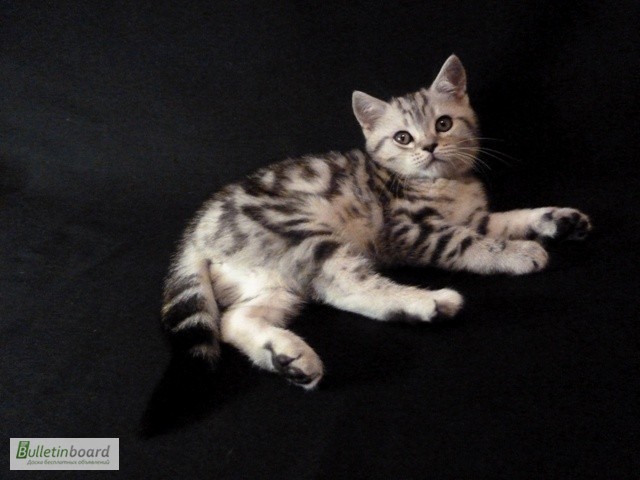 Фото 3. Продам шотландских котят (скоттиш страйт) мраморных окрасов от Чемпионов породы