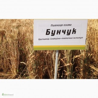 Семена озимой пшеницы Бунчук - эл/1репр (Одесская селекция)