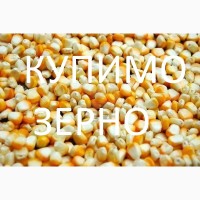 Постійно закуповуємо зерно кукурудзи по Рівненській області України