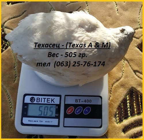Фото 4. Инкубационные яйца перепела Техасец белый - бройлер (США Texas A M)