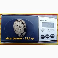 Яйцо инкубационные перепела Феникс - (France)