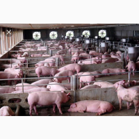 Купуємо свиней свиноматок по всій Україні