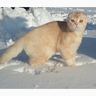Снежный барс! Продается будущий племенной котик производитель scottish fold редкого тик