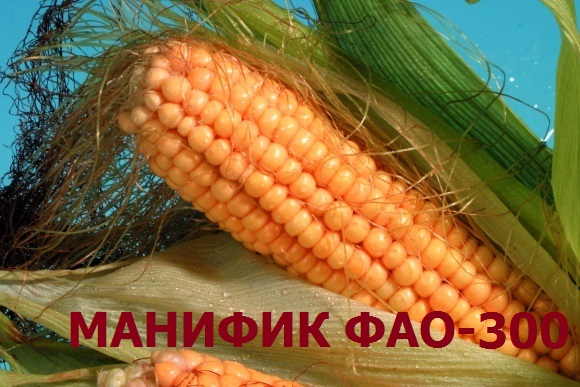 Продам семена кукурузы Манифик ФАО-300, гибрид F1, (Семанс Франция)