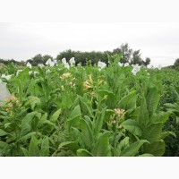 Табак Тернопольский-14 семена и лапша 1мм, есть больше 25 сортов
