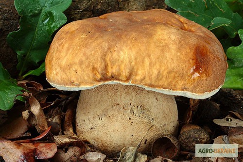 Фото 7. Мицелий белого гриба ЖИВОЙ СВЕЖИЙ - качественный с гарантией