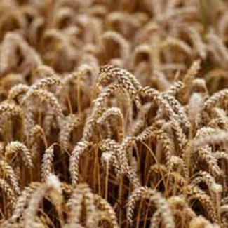 Семена озимой пшеницы БОДИЦЕК Чехия