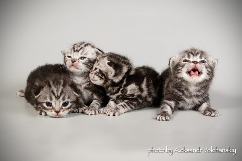 Фото 2. Американские короткошерстные котята. Профразведение