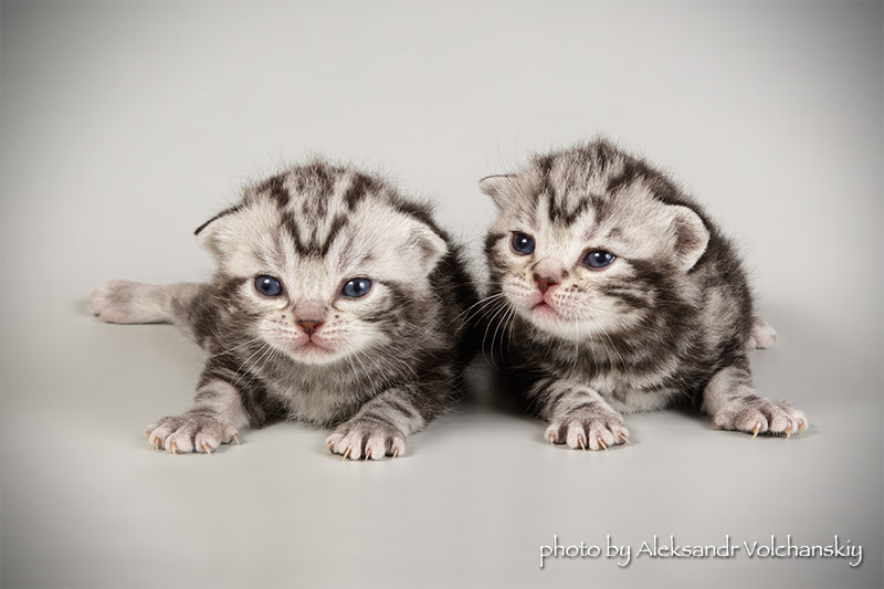Фото 3. Американские короткошерстные котята. Профразведение