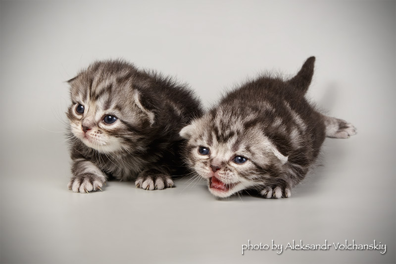 Фото 4. Американские короткошерстные котята. Профразведение