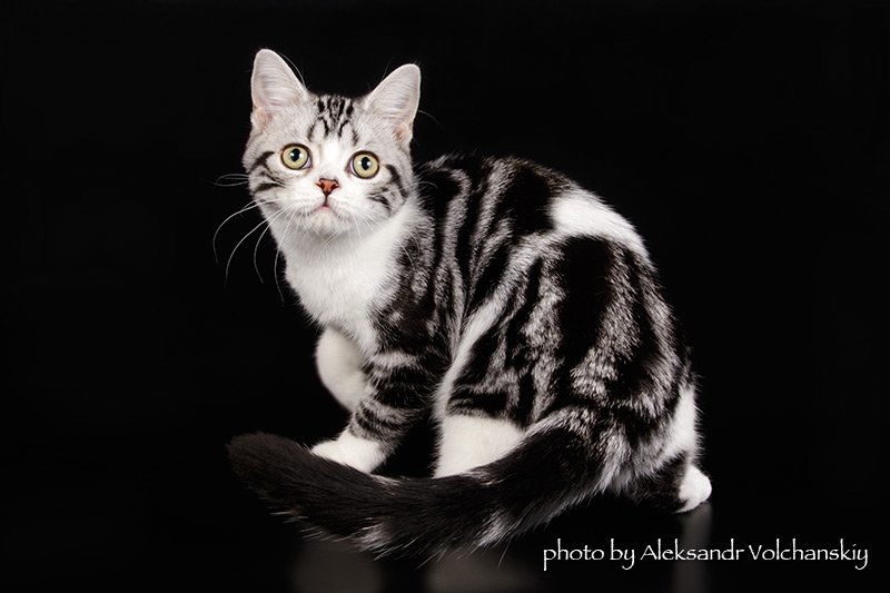 Фото 5. Американские короткошерстные котята. Профразведение