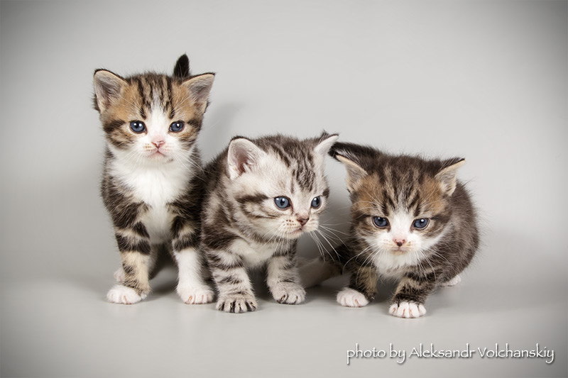 Фото 6. Американские короткошерстные котята. Профразведение