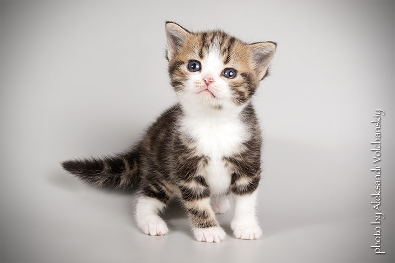 Фото 7. Американские короткошерстные котята. Профразведение