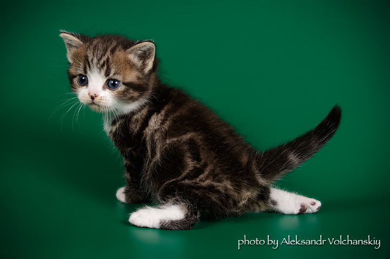 Фото 8. Американские короткошерстные котята. Профразведение
