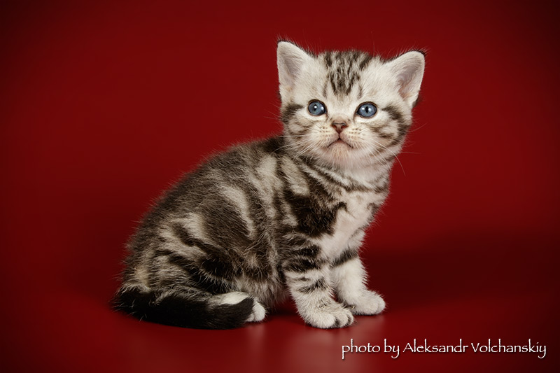Фото 9. Американские короткошерстные котята. Профразведение