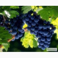 Продам виноград Зайбер, 1001