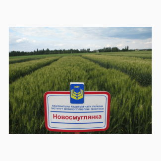 Озима пшениця Новосмуглянка потенційна врожайність сорту 100 ц/га