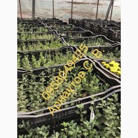 Маточники хризантемы Мультифлора и срезачной хризантемы оптом 2021