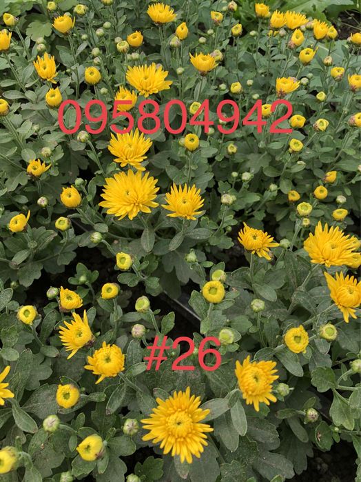 Фото 7. Маточники хризантемы Мультифлора и срезачной хризантемы оптом 2021