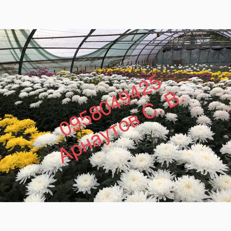 Фото 8. Маточники хризантемы Мультифлора и срезачной хризантемы оптом 2021