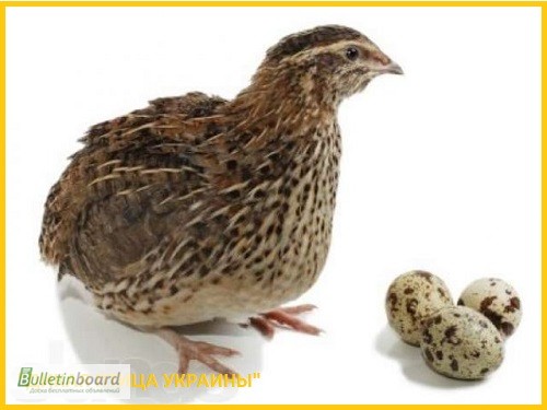 Фото 5. Яйца инкубационные перепела Фараон (селекция Испания)
