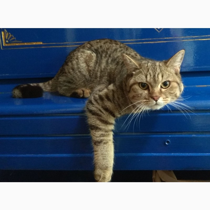 Фото 6. Уникальный шотландский котенок подросток от золотой шиншиллы