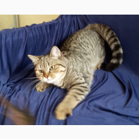 Уникальный шотландский котенок подросток от золотой шиншиллы