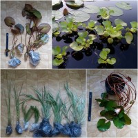 Німфеї (водяні лілії, кувшинки) та інші рослини для декоративних водойм