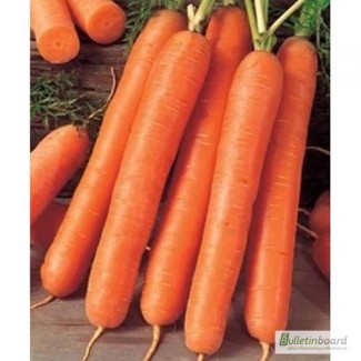 Продам семена моркови Флакке