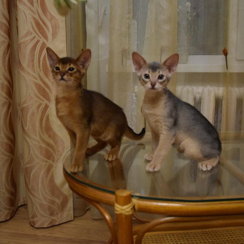 Фото 3. Абиссинские котята