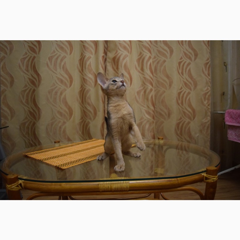 Фото 5. Абиссинские котята