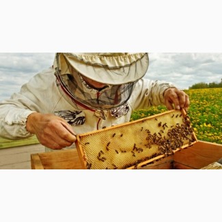 Куплю мед в Полтавській області