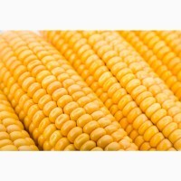 Насіння кукурудзи гібрид МАТЕО ФАО 320, (2023 рік), ТОВ ТК Арт-Агро