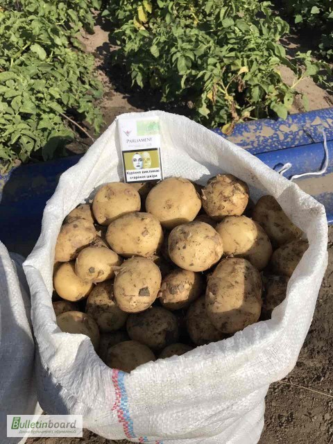 Фото 3. Оптовая продажа картофеля от ТОВ Компании УкрТор