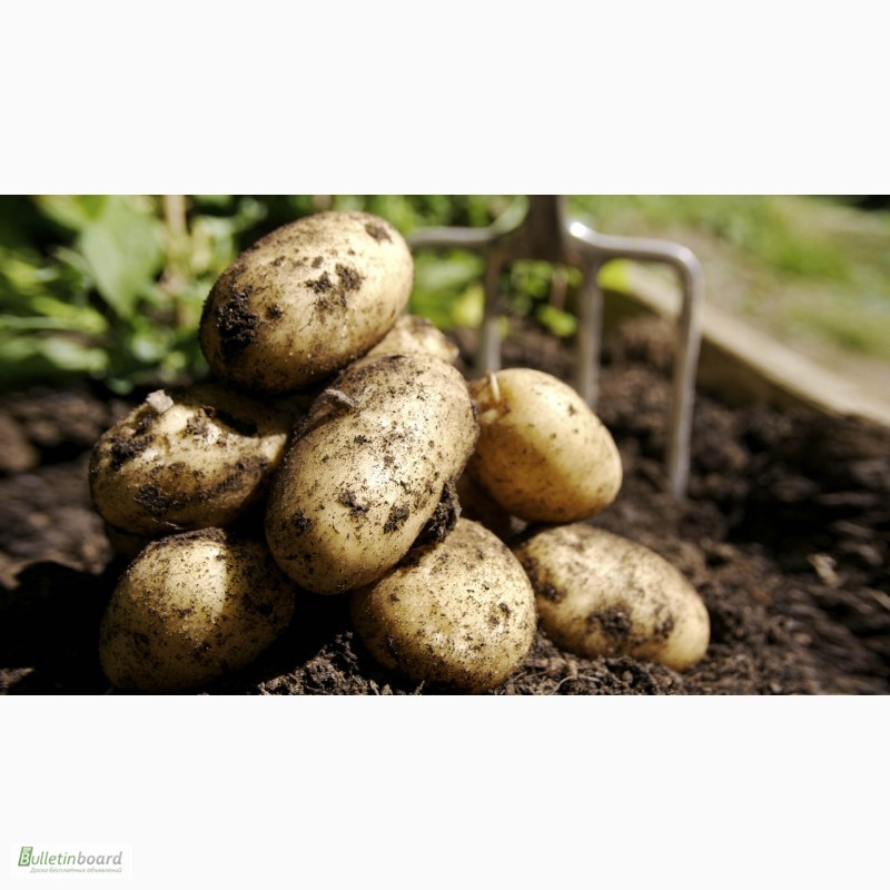 Фото 5. Оптовая продажа картофеля от ТОВ Компании УкрТор