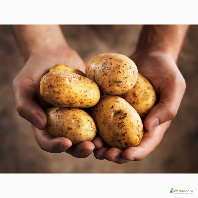 Фото 6. Оптовая продажа картофеля от ТОВ Компании УкрТор